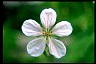 Geranium - Healthiest Secrets of Life